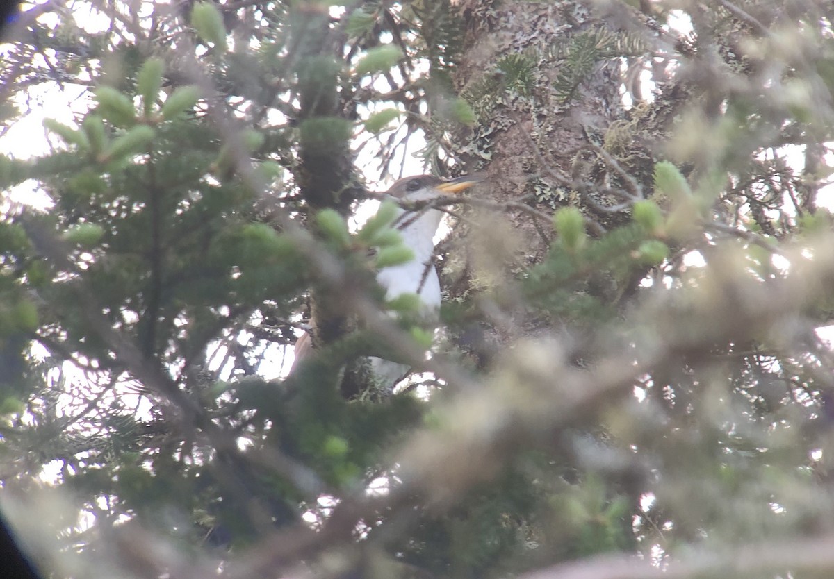 Yellow-billed Cuckoo - ML242806311