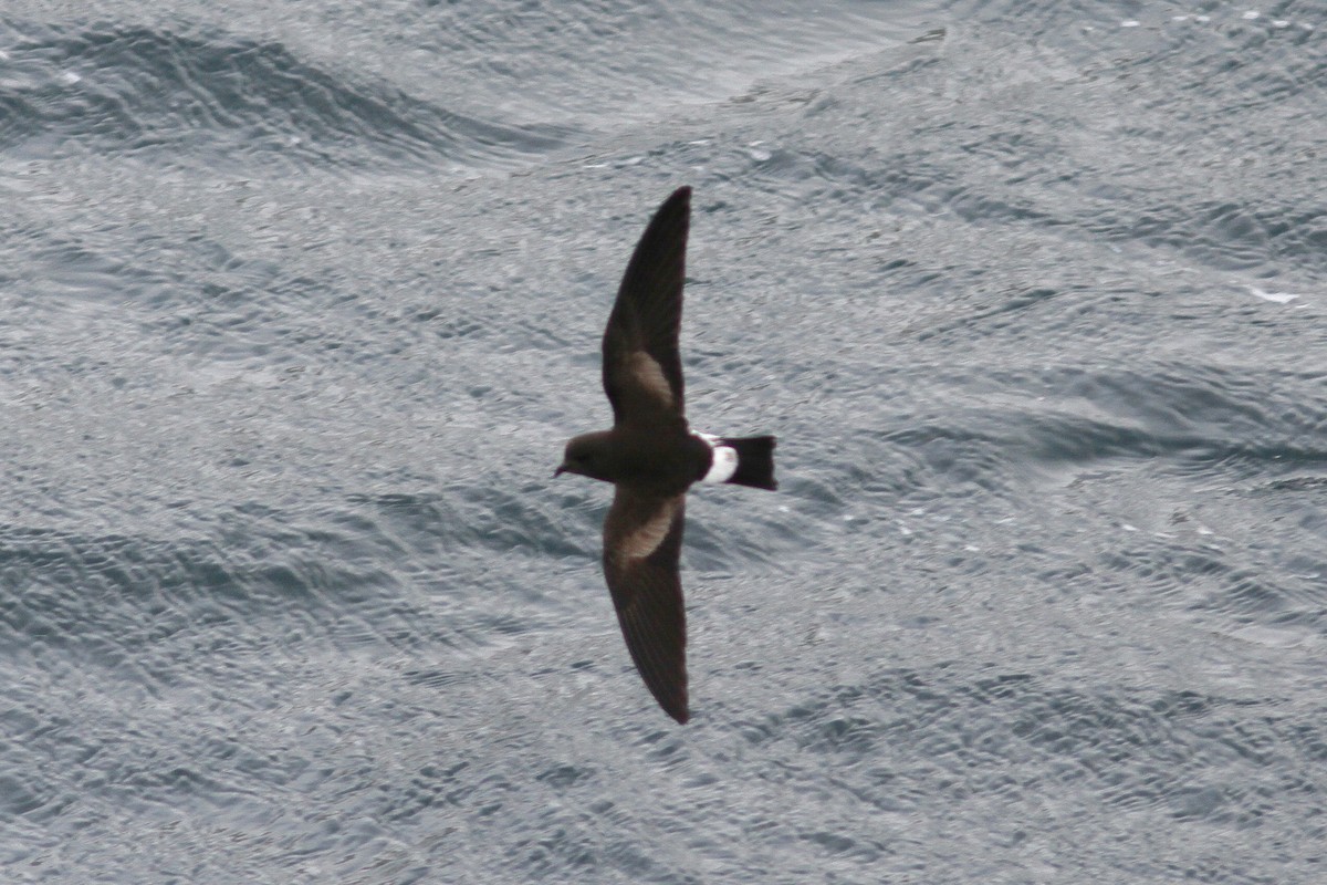 Wilson's Storm-Petrel - ML24280641