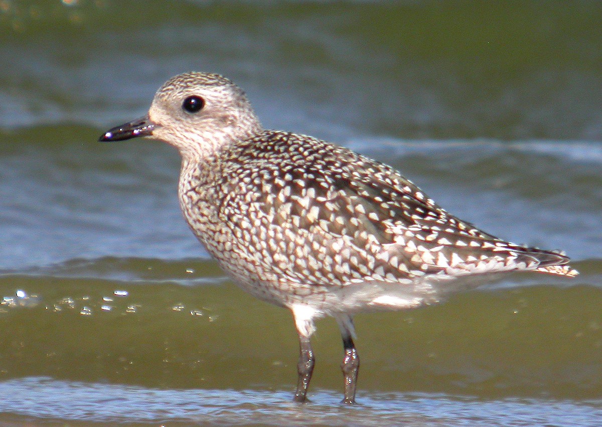 Black-bellied Plover - Francisco de Erit Vázquez Toro