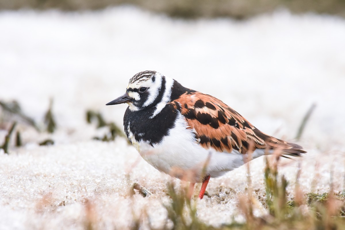 Ruddy Turnstone - ML242807551