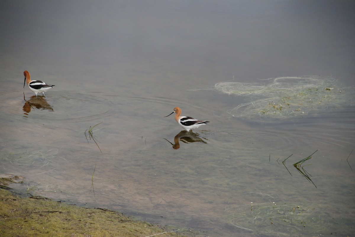 American Avocet - ML242808001