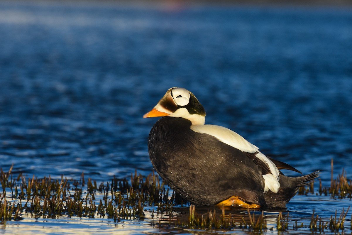 Spectacled Eider - ML242808471