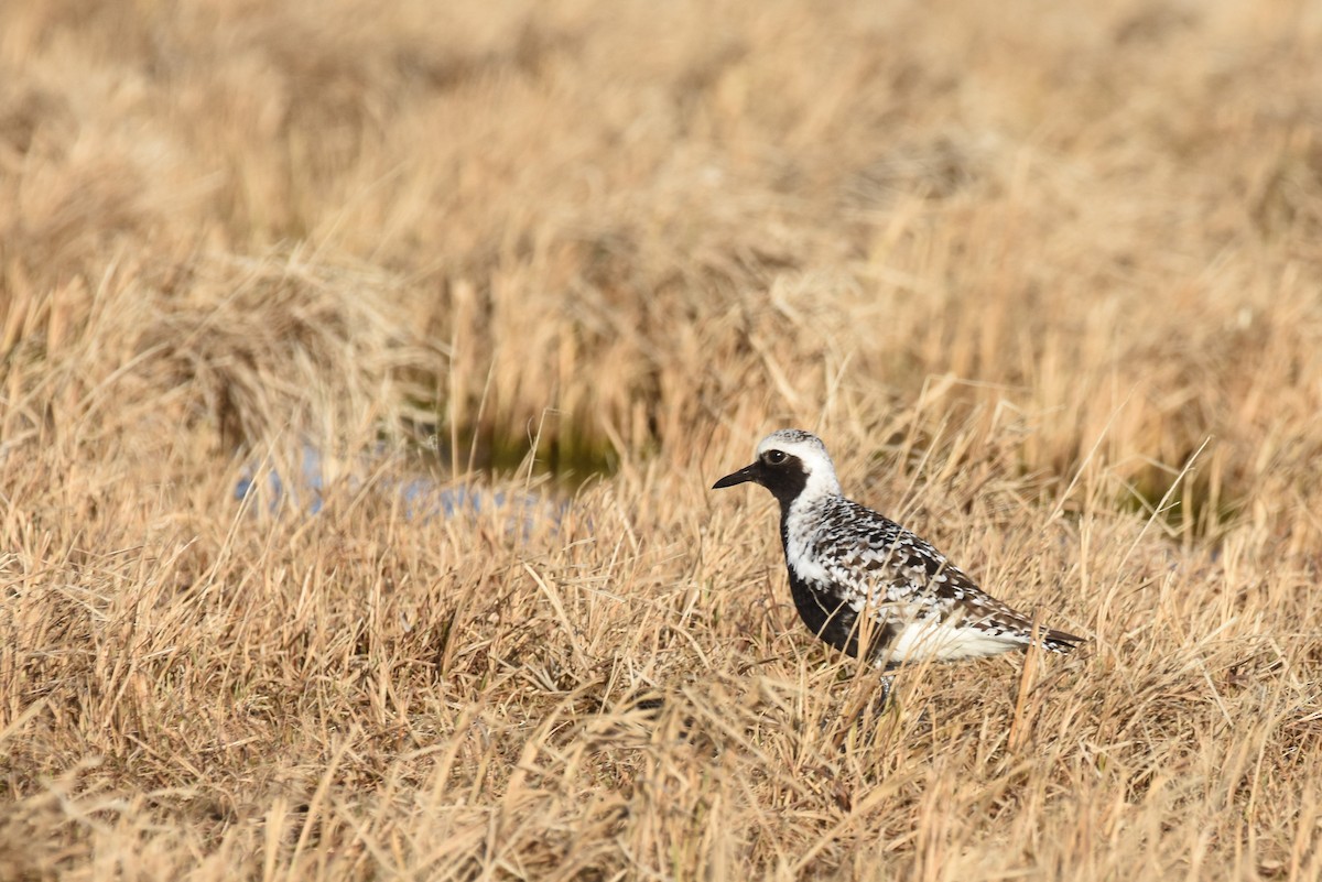 Black-bellied Plover - ML242808611