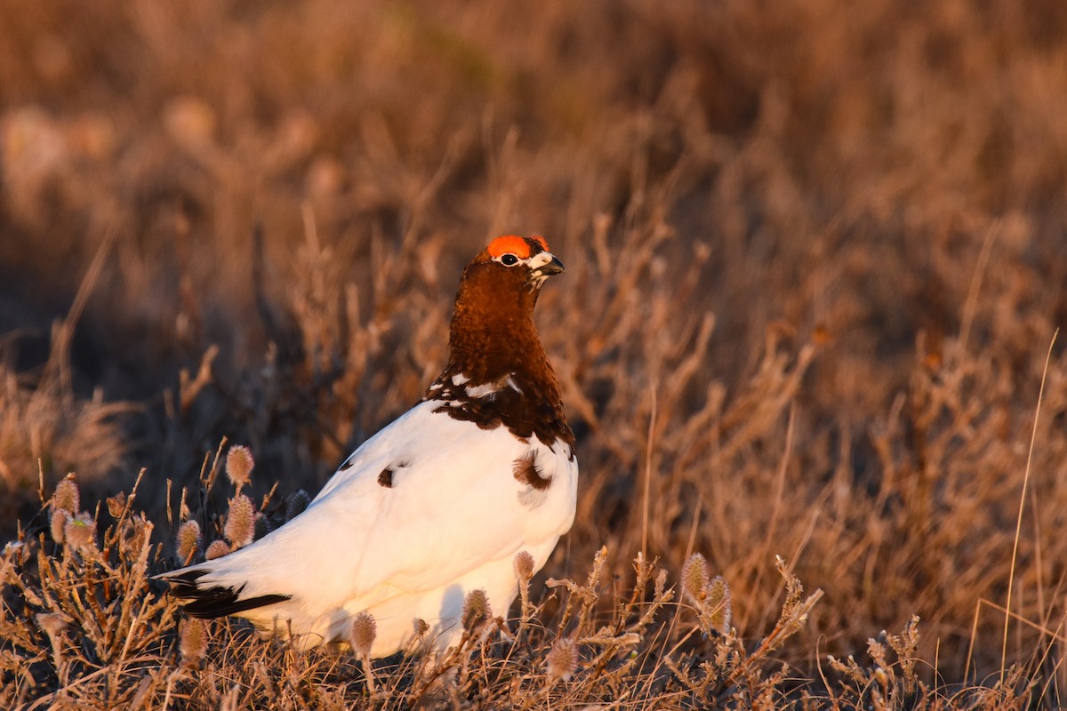 Moorschneehuhn - ML242810461