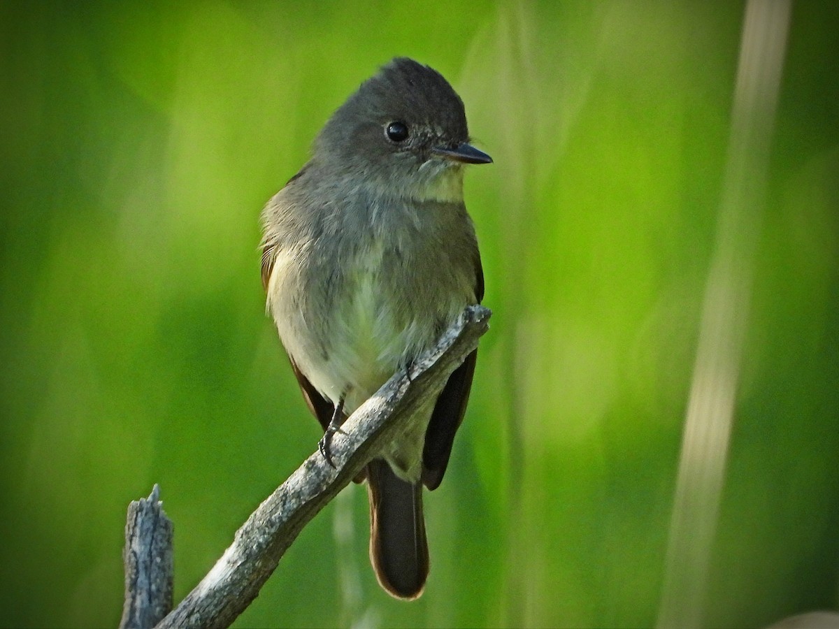 Hammond's Flycatcher - ML242811891