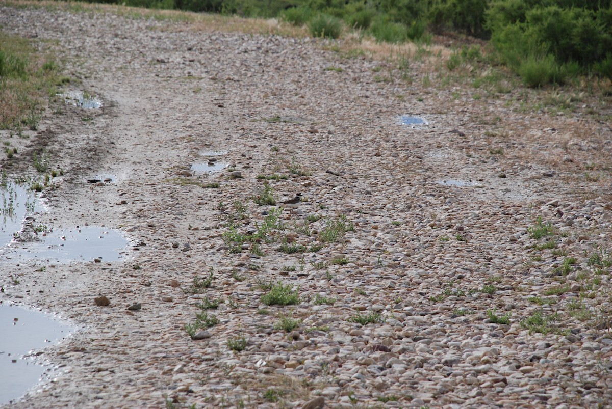 Killdeer - ML242814271