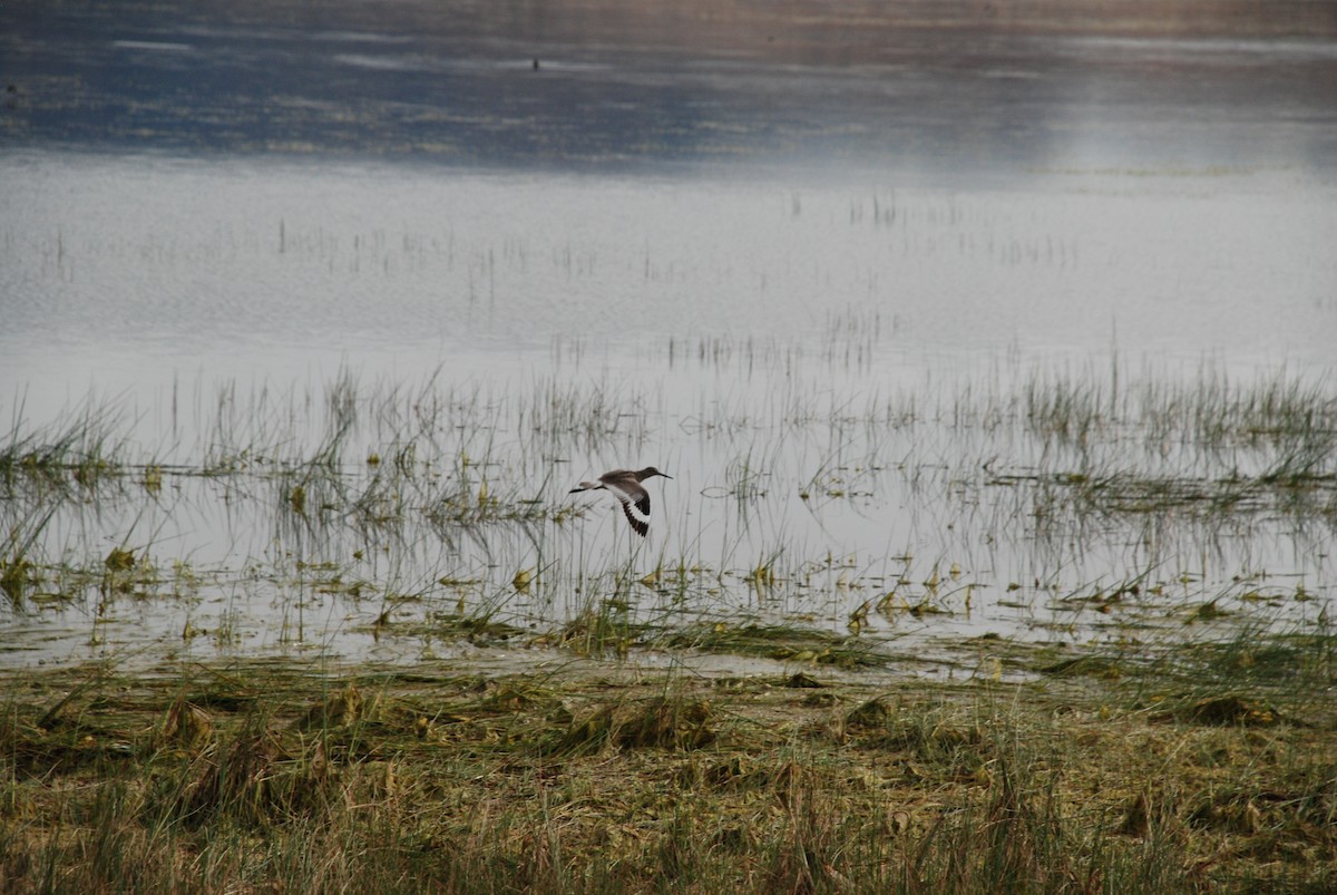 Willet - ML242814461