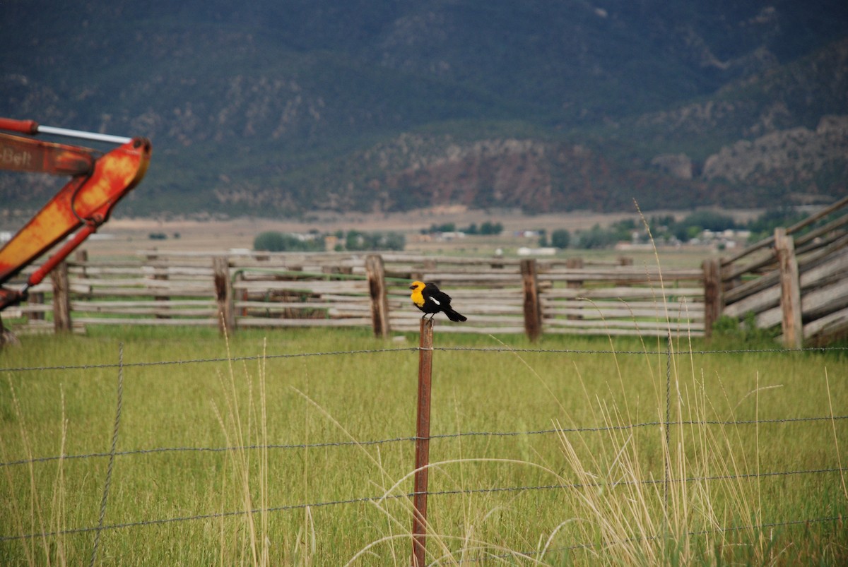Yellow-headed Blackbird - ML242814551