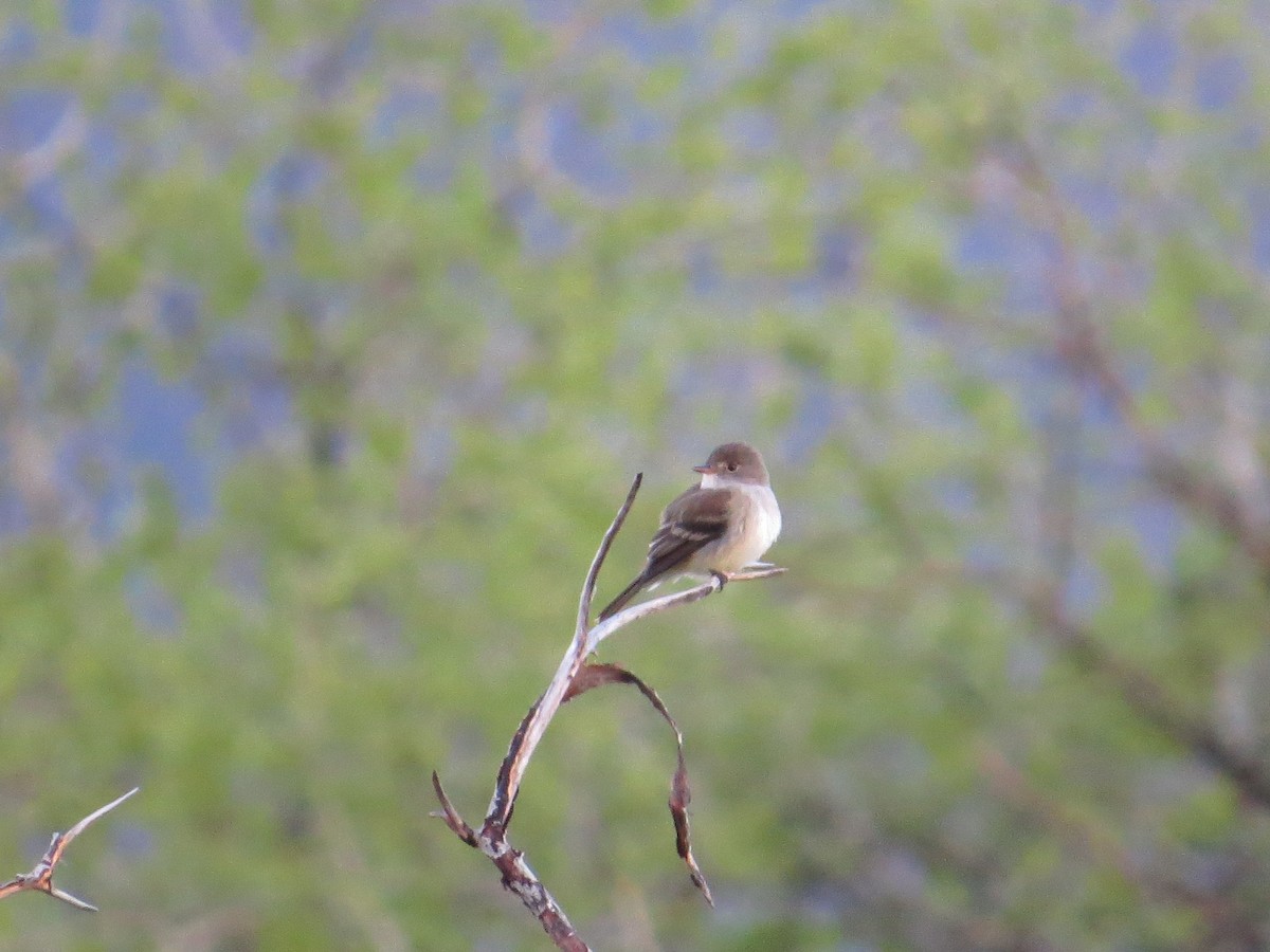 Willow Flycatcher - ML242816561