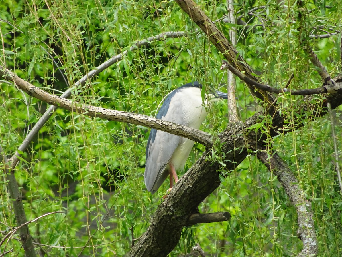 Black-crowned Night Heron - ML242816631
