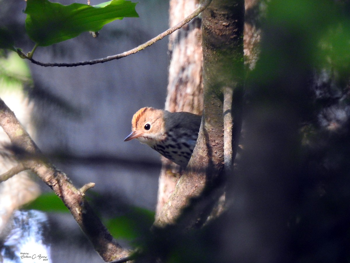 Ovenbird - ML242816971