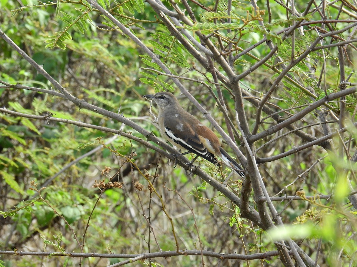 White-banded Mockingbird - ML242817121