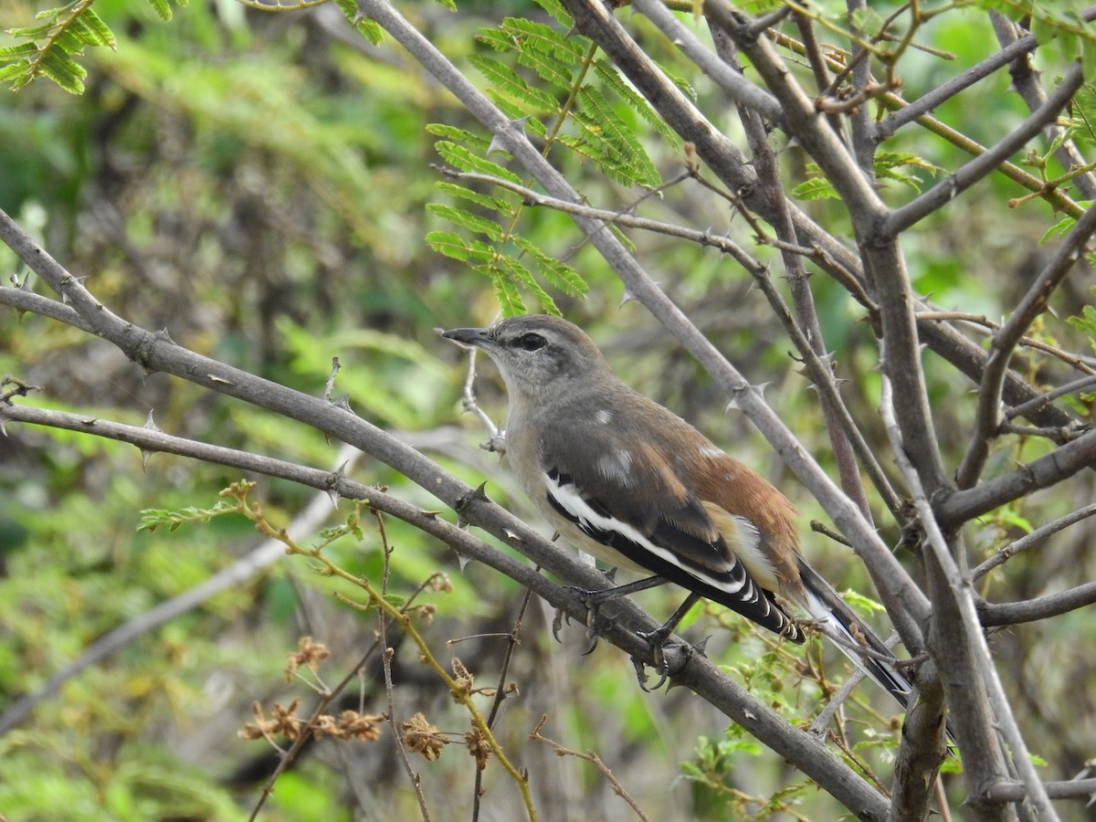 White-banded Mockingbird - ML242817131