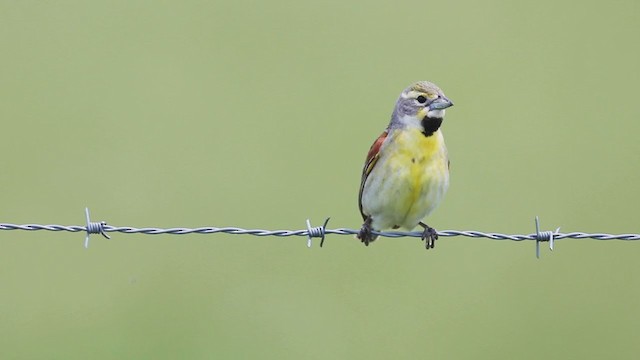 Dickcissel - ML242817141