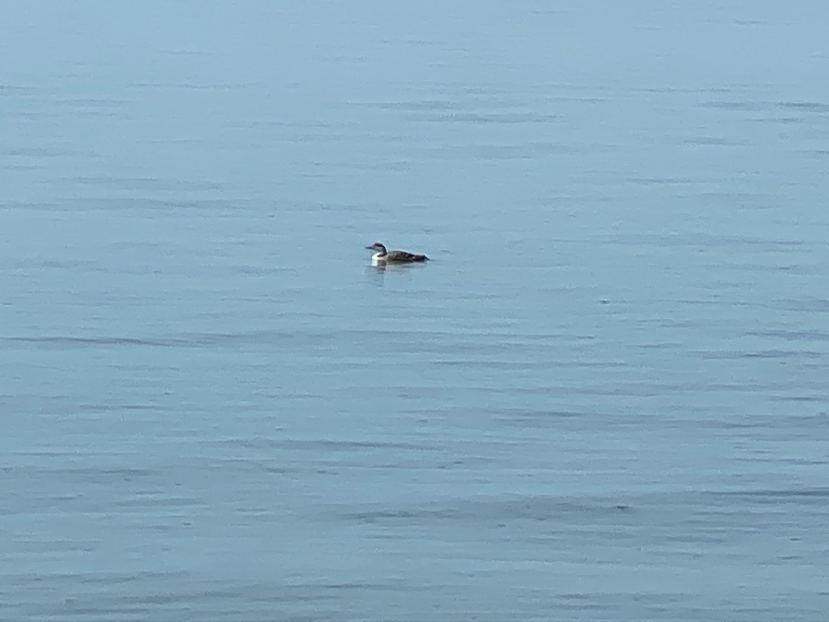 Common Loon - ML242817761