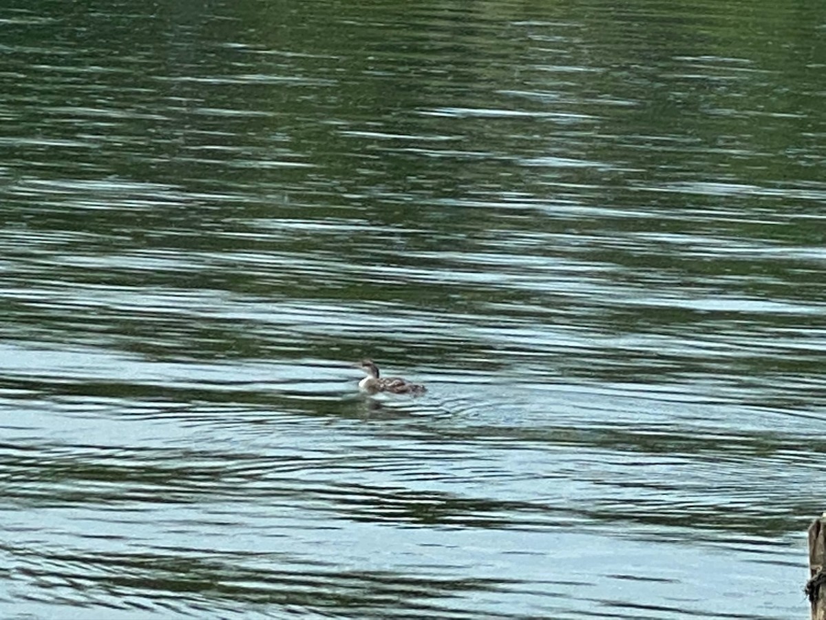 Common Loon - ML242817771