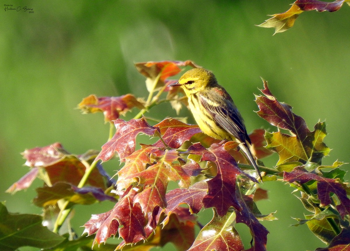 Prairie Warbler - ML242818291