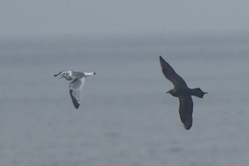 Parasitic Jaeger - ML242818351