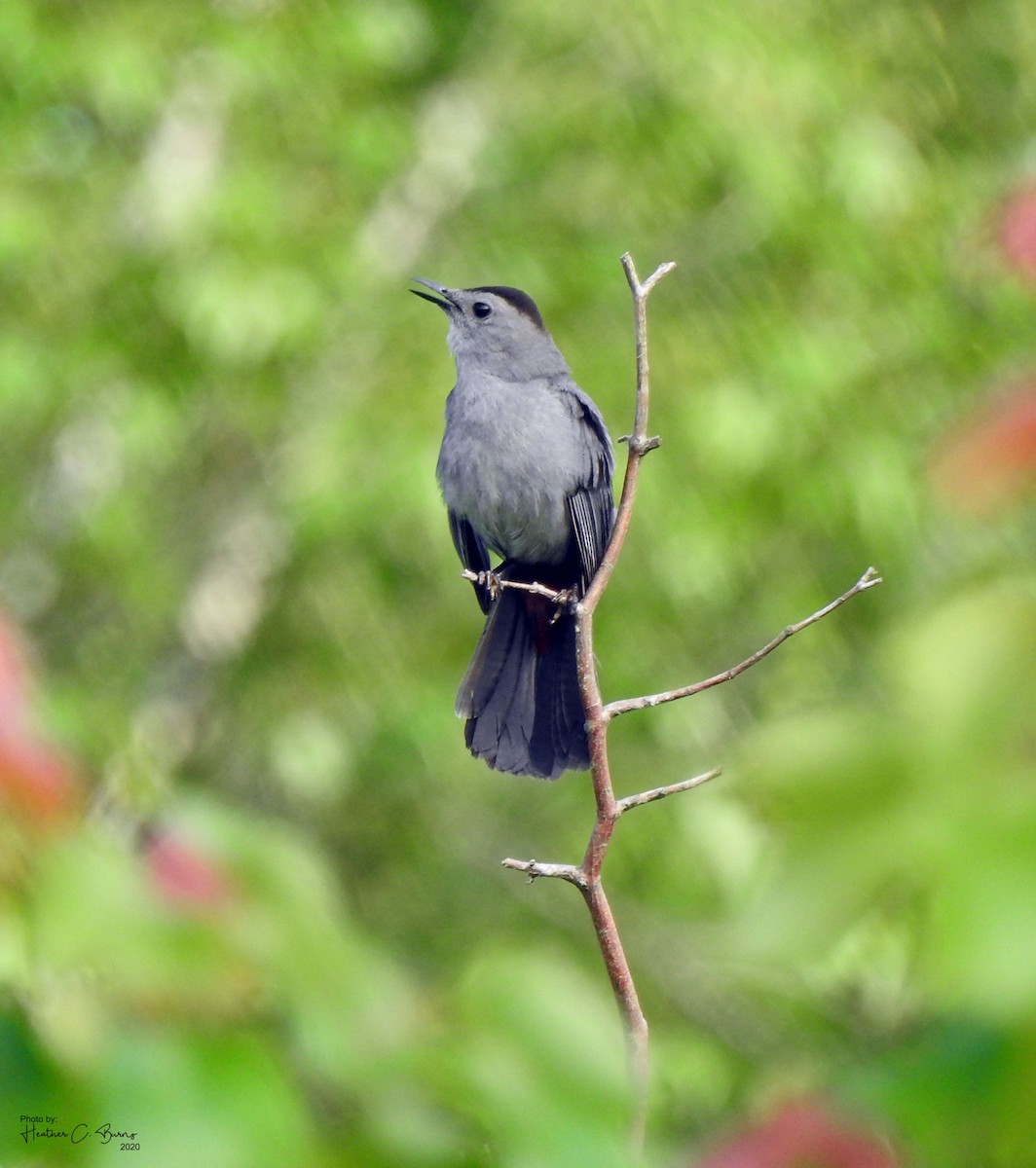 Gray Catbird - ML242818941