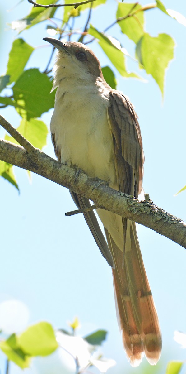 Schwarzschnabelkuckuck - ML242819481