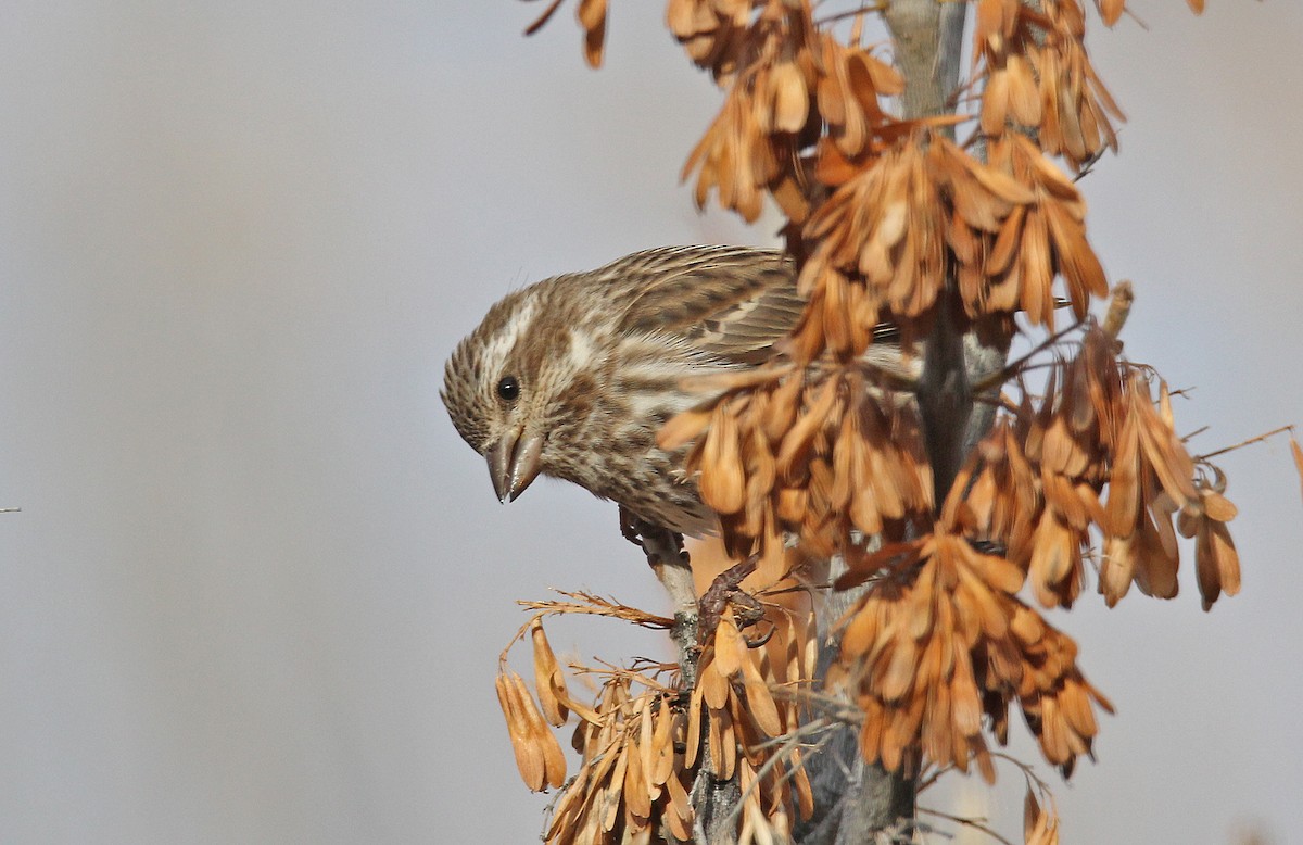 Purple Finch (Eastern) - ML242819641