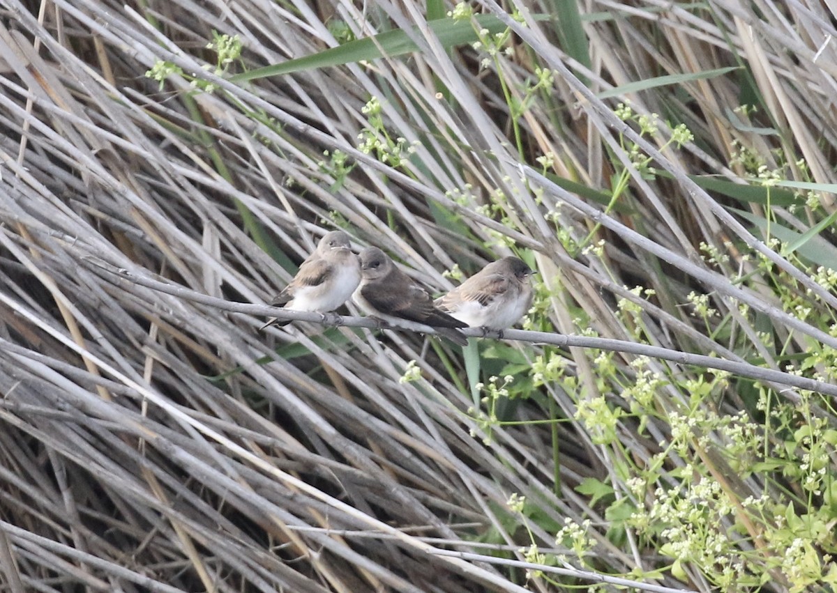 Northern Rough-winged Swallow - ML242820021