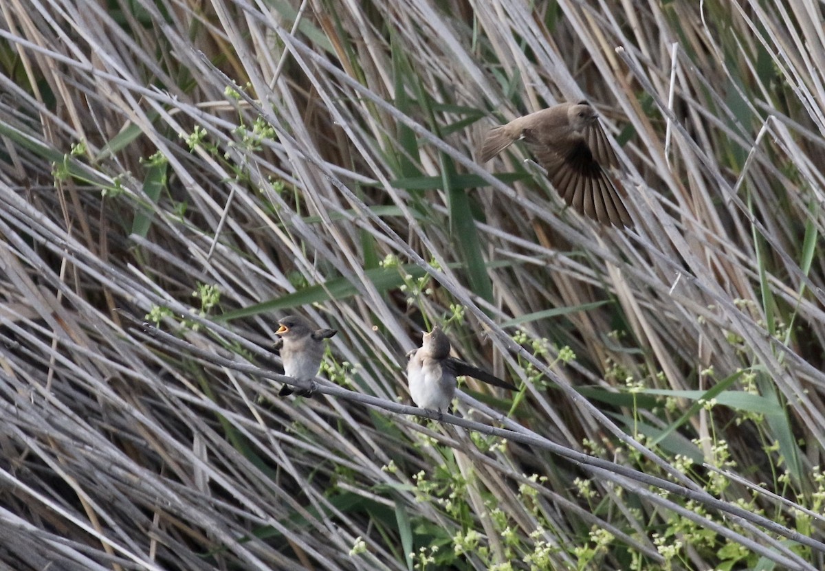 Northern Rough-winged Swallow - ML242820041