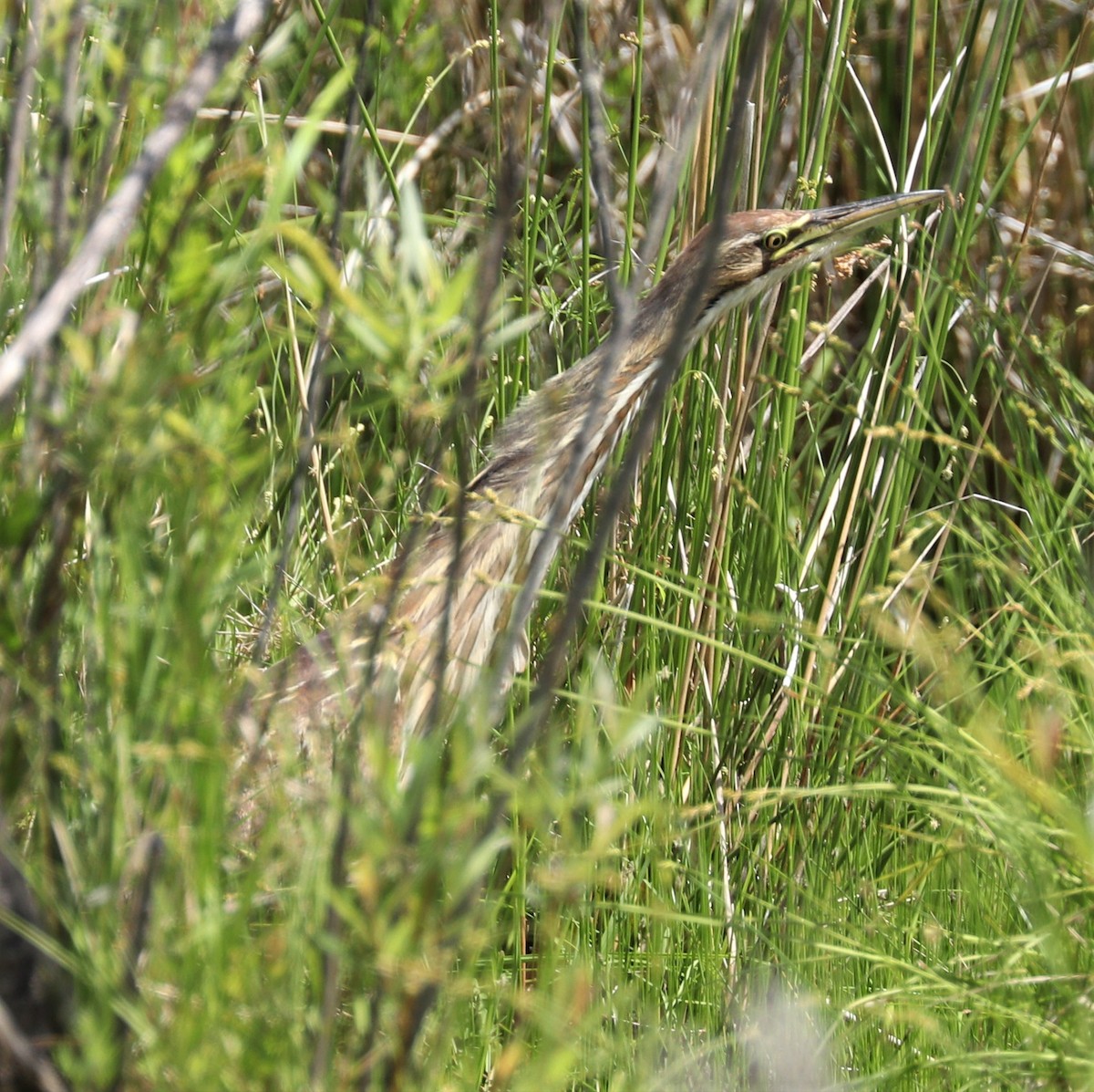 American Bittern - Lynda Noel