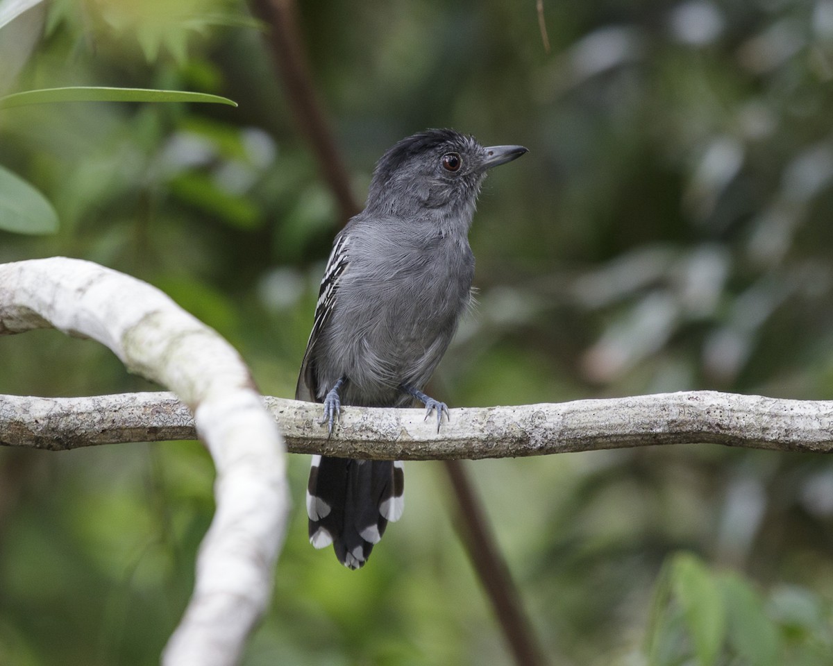 Natterer's Slaty-Antshrike - Silvia Faustino Linhares