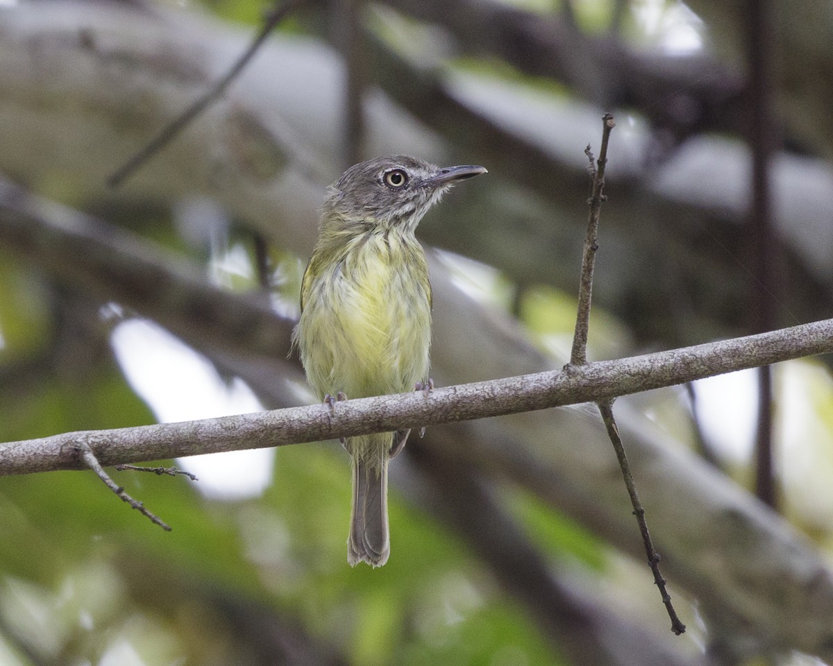 Stripe-necked Tody-Tyrant - Silvia Faustino Linhares