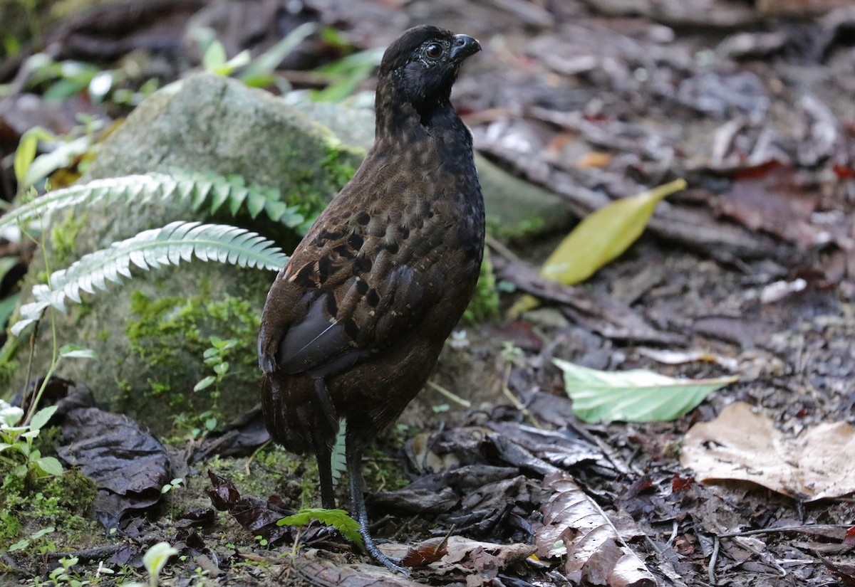 Black-breasted Wood-Quail - ML242826821