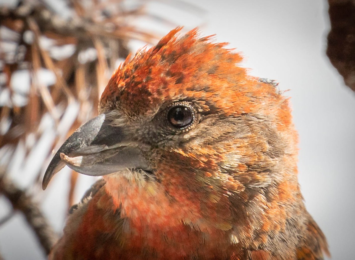 Cassia Crossbill - ML242828391