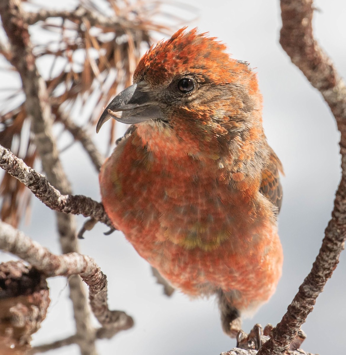 Cassia Crossbill - ML242828411