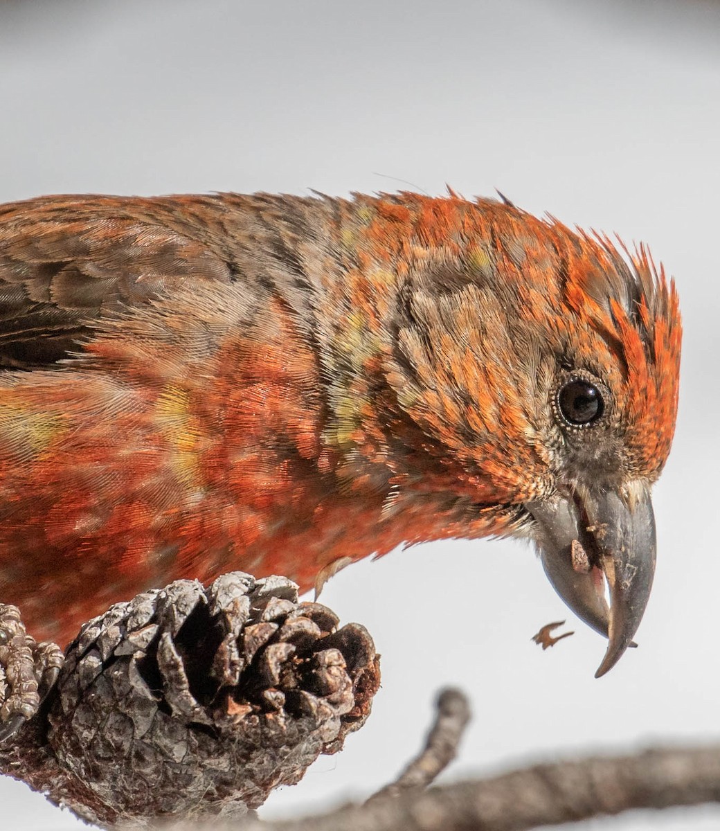 Cassia Crossbill - ML242828451