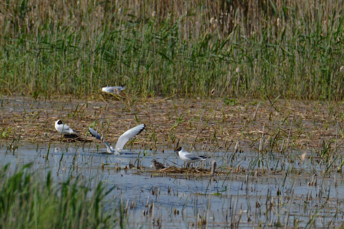 Mouette rieuse - ML242829481