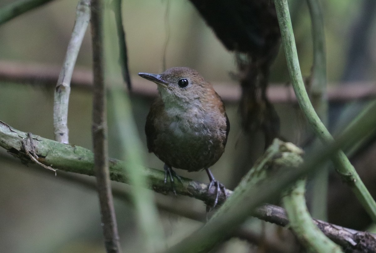 Scaly-breasted Wren - Jonathan Slifkin