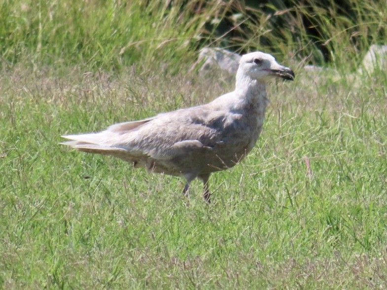 Glaucous-winged Gull - ML242829711