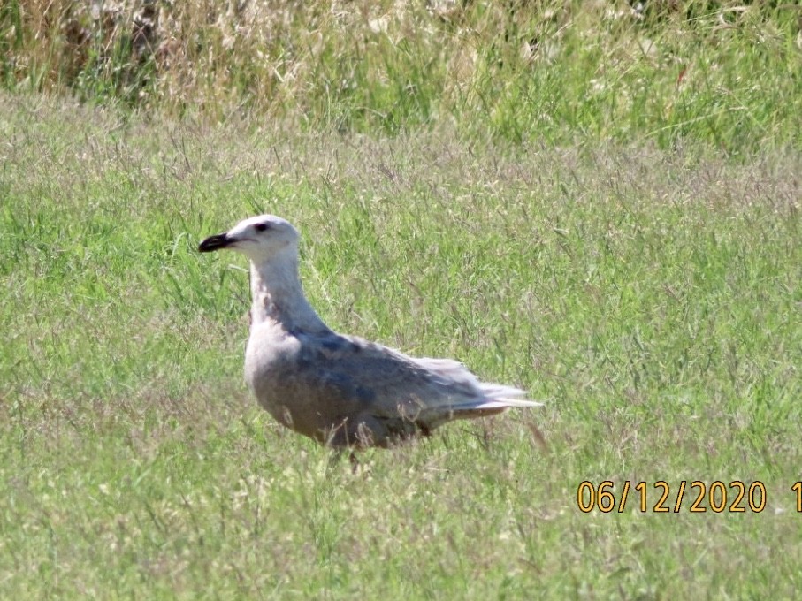 Glaucous-winged Gull - ML242829721