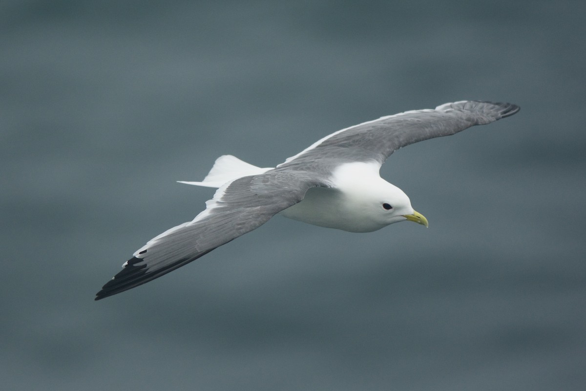 Red-legged Kittiwake - Cory Gregory