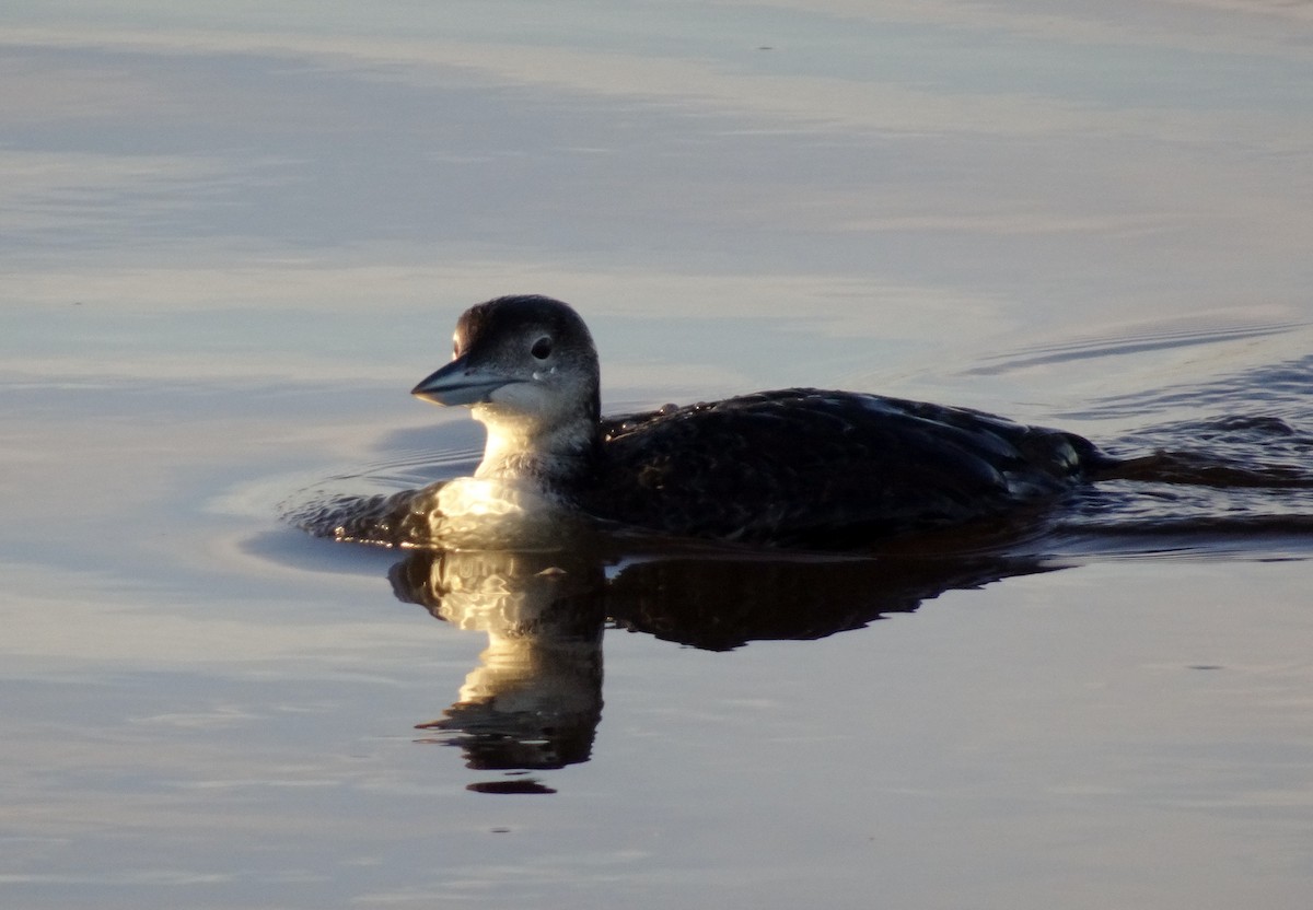 Plongeon huard - ML24283041