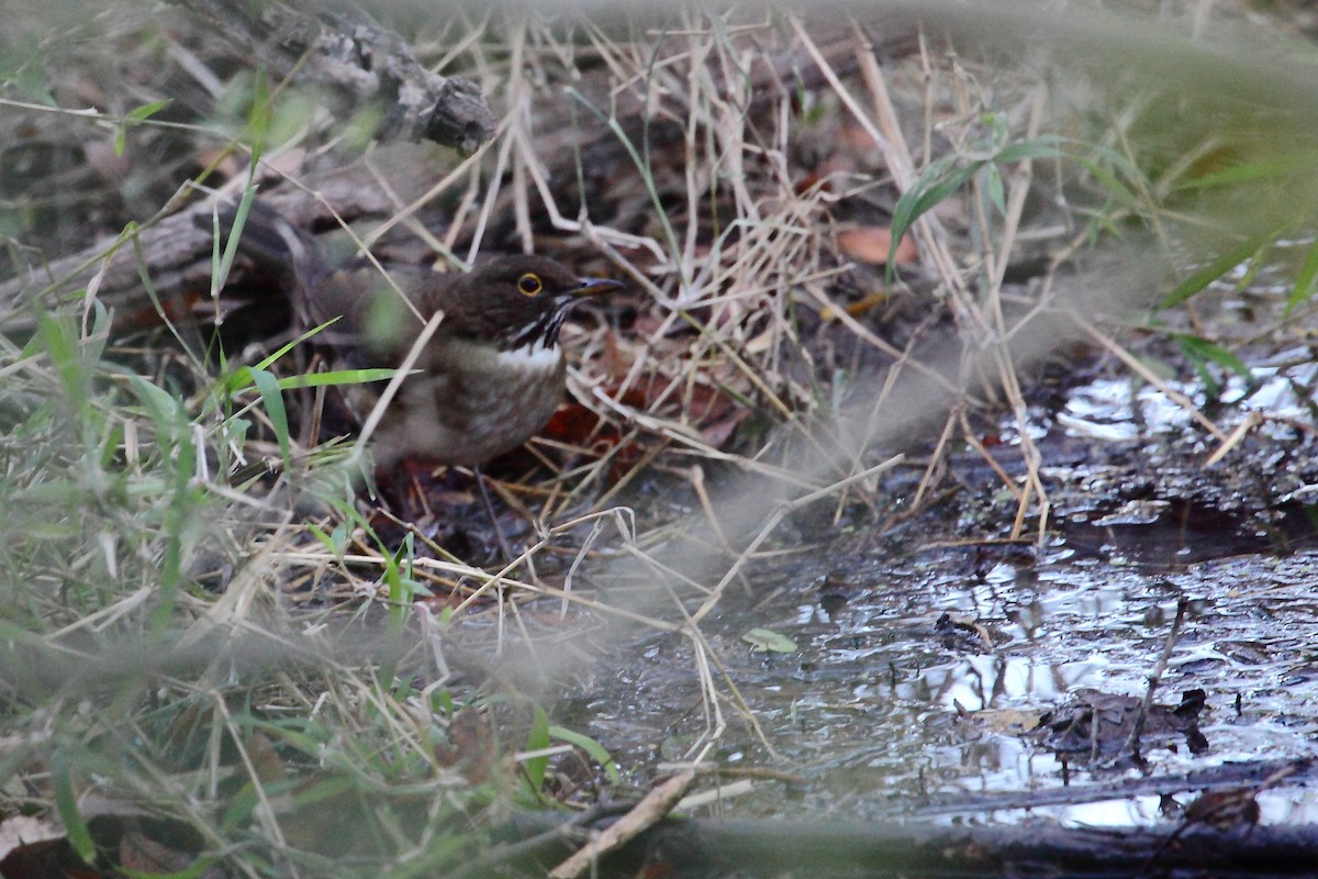 White-throated Thrush - ML24283091