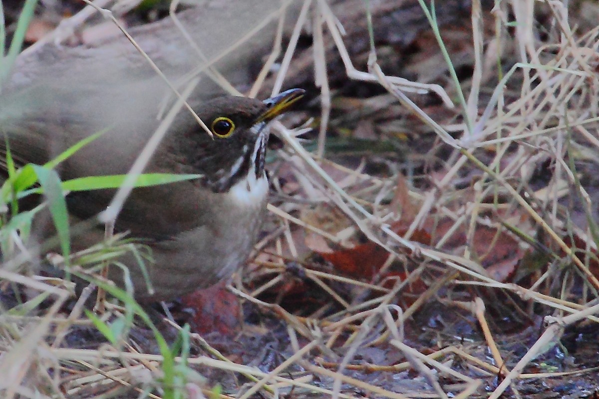 White-throated Thrush - ML24283101