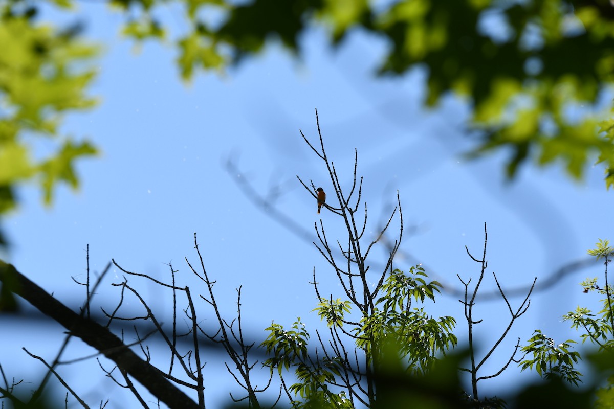 Baltimore Oriole - ML242831861