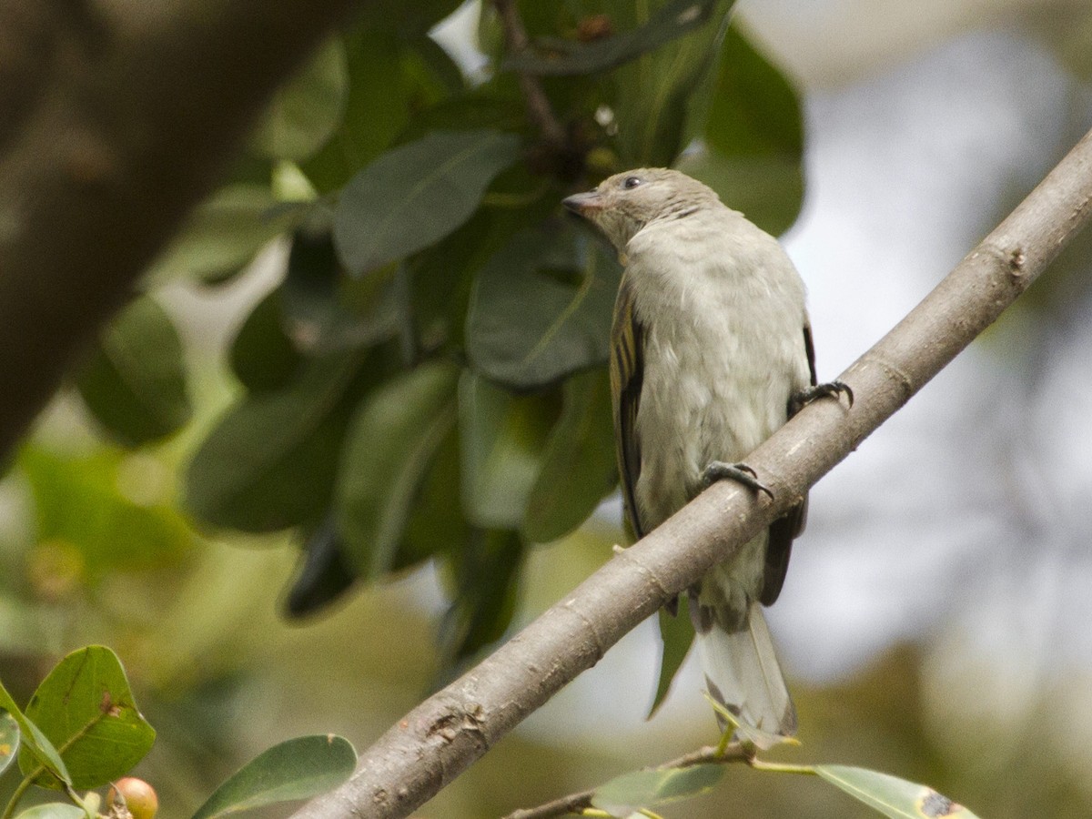 Pallid Honeyguide - Phil Stouffer