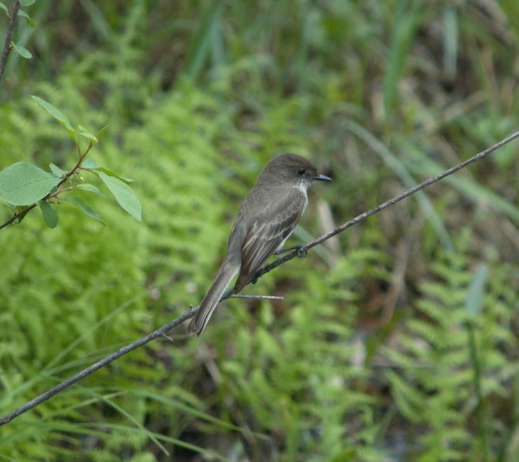 Eastern Phoebe - ML242833421