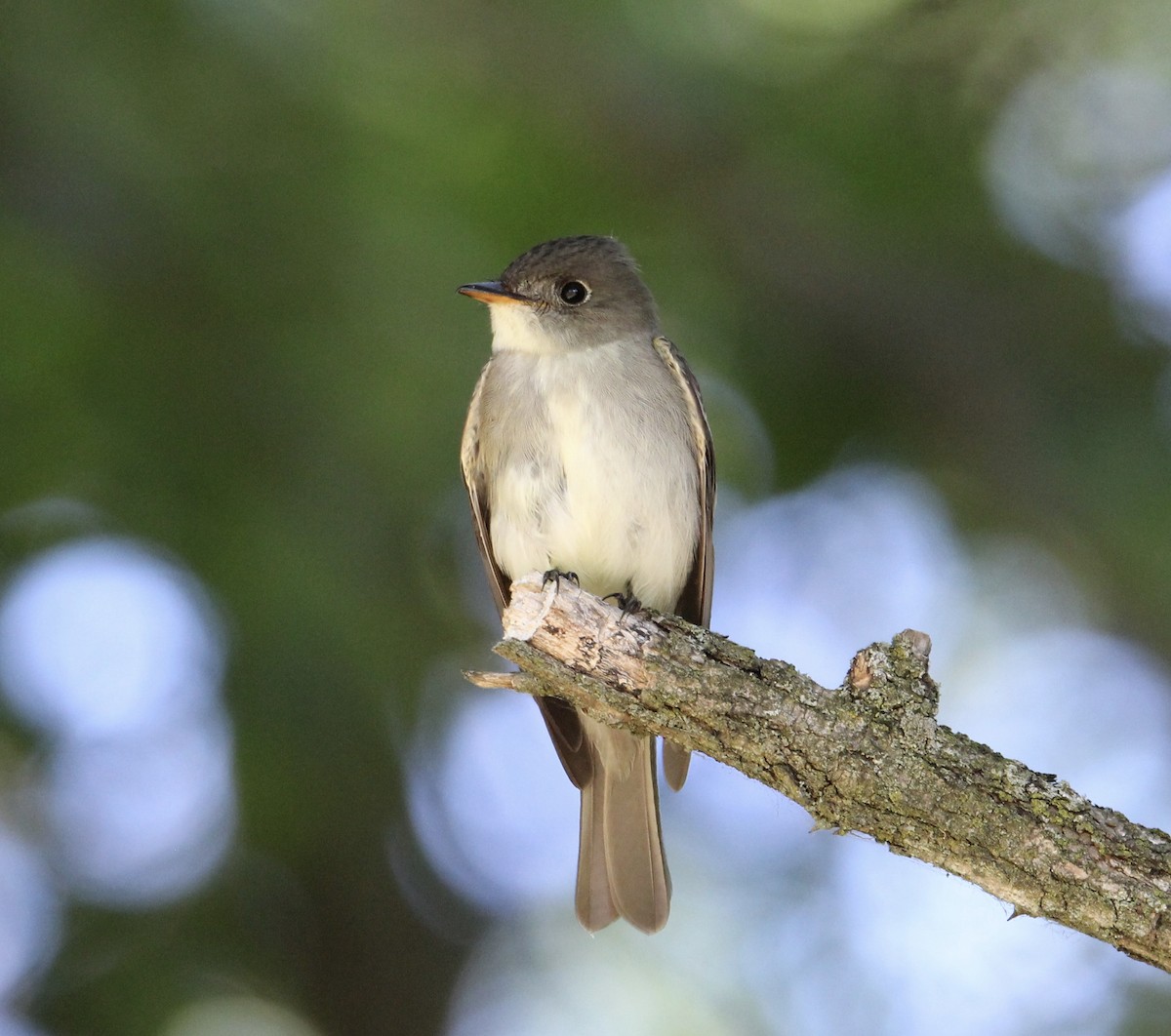 Eastern Wood-Pewee - Travis Kaye