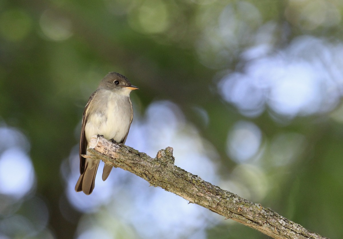 Eastern Wood-Pewee - ML242834701