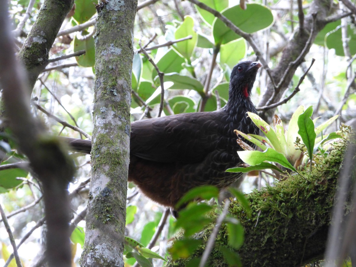 Andean Guan - ML242835141