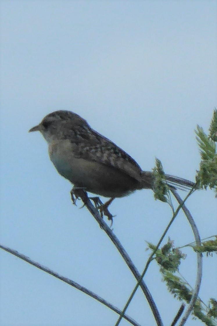Sedge Wren - ML242836201