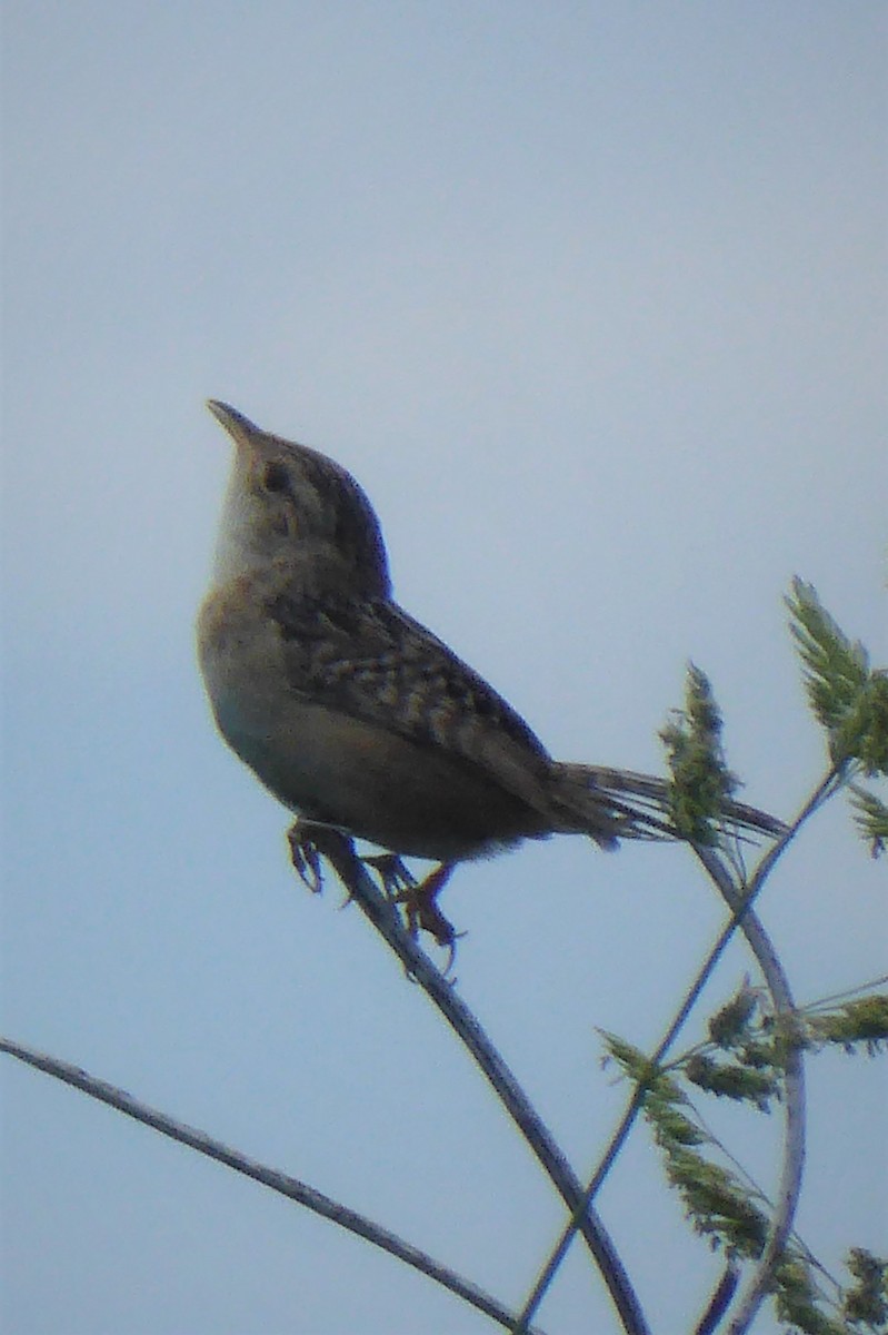Sedge Wren - ML242836231